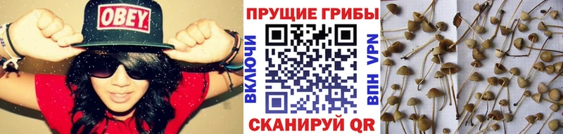Купить  Краснодар  Галлюциногенные грибы GOLDEN TEACHER 